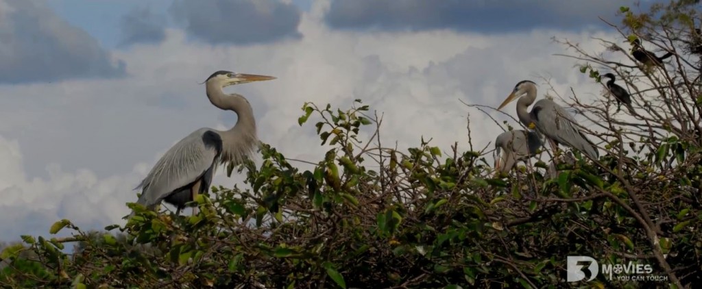Florida Everglades, 3d movies. 3d movies you can touch!
